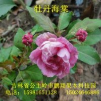 綠化小苗/果樹小苗/彩葉樹小苗