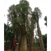 供應(yīng)移植3年以上香樟，規(guī)格種類繁多。