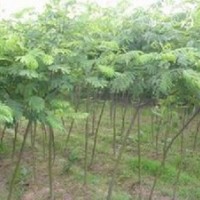 合歡樹15公分合歡18公分合歡20公分合歡樹價(jià)格