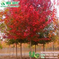 美國改良紅楓（秋艷） 正宗紅楓樹苗 美國改良紅楓（秋艷）樹苗供