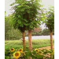 北京香花槐價(jià)格@@保定香花槐基地批發(fā)香花槐