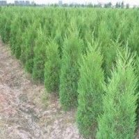 現(xiàn)在1米蜀檜價格1.5米蜀檜價格