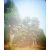 移栽骨架香樟，骨架樹基地