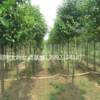 河南大葉女貞基地，三年生大葉女貞，四年生大葉女貞，各種規(guī)格