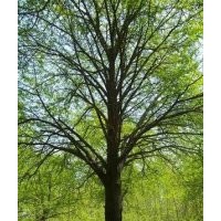 大量供應(yīng)6-80公分銀杏樹
