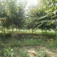 白皮松 白榆 法桐 紫葉李 紅葉碧桃