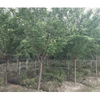 四川櫻花、高桿櫻花、櫻花基地-苗幫手