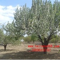 海棠樹懷來之鄉(xiāng)