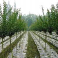 四川12公分，16公分，20公分紫薇價格，大紅，二紅，紫薇苗圃基地