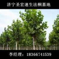 河北廊坊10公分2年冠|11公分2年帽速生法桐報(bào)價(jià)表