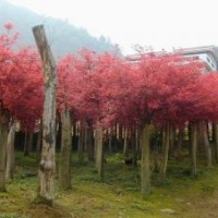紅楓苗木基地，紅楓價(jià)格，紅楓樹價(jià)格，精品紅楓報(bào)價(jià)