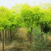 河南萬(wàn)匯實(shí)業(yè)供應(yīng) 金葉槐 金枝槐