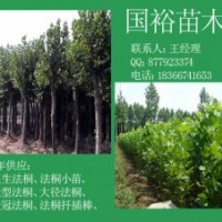常年供應1公分|2公分法桐小苗裸根定桿少球法桐價格