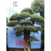 出售對(duì)節(jié)白蠟大樹(shù) 全球?yàn)l危樹(shù)種“活化石”