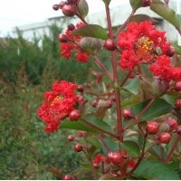 紅火箭紫薇基地美國紫薇種苗江蘇紅火箭紫薇