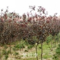【精品推薦】供應(yīng)紫葉李，5-12cm，冠形優(yōu)美，5000棵。