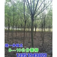 青皮垂柳批發(fā)，8--10公分青皮垂柳量很大，價很大