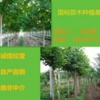 常年供應(yīng)6公分速生法桐法桐小苗山東東營價格