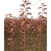 大量供應(yīng)北美海棠優(yōu)質(zhì)樹苗