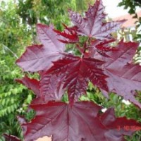 大量供應(yīng)國王楓