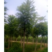 供應(yīng)千頭椿，毛白楊，國(guó)槐，法桐，白臘，速生楊