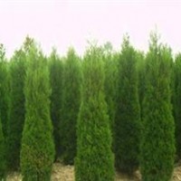 供應(yīng)大量蜀檜2~3米，，包裝車，苗圃地直銷！