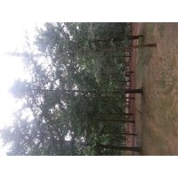供應銀杏樹