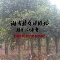 杜英價格,15-18公分杜英價格