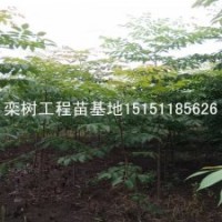 當(dāng)年生籽播欒樹苗1米高欒樹苗最佳移植方法