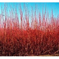 四季玫瑰、連翹、迎春、棣棠、紅瑞木、金鐘花，紫丁香