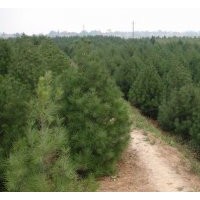 山西白皮松|山西1-3米白皮松供應(yīng)|白皮松小苗供應(yīng)|錦豐苗木合作社