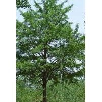郯城-銀杏樹(shù)專供