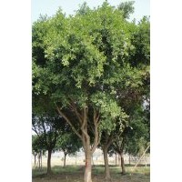 供應(yīng)大規(guī)格紅皮榕 無(wú)柄小葉榕