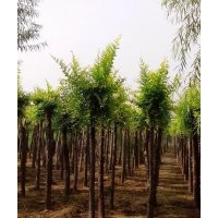大量供應(yīng)金葉榆金葉垂榆嫁接香花槐