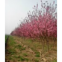 供櫻花西府海棠紅葉碧桃榆葉梅木槿等