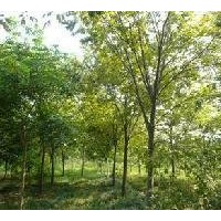 紅櫸產(chǎn)地 精品20公分紅櫸價(jià)格 苗圃移植紅櫸報(bào)價(jià)