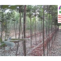 3、4、5公分速生國槐低價出售