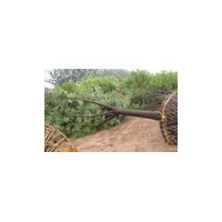 四川10公分-20公分國(guó)槐價(jià)格