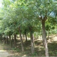 榆樹，榆樹價(jià)格,榆樹苗木，河北榆樹，榆樹種植，榆樹養(yǎng)護(hù)