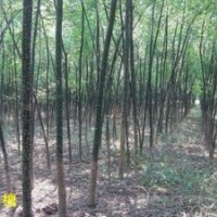 3公分國(guó)槐大量出售、山西國(guó)槐基地大量供應(yīng)3公分國(guó)槐
