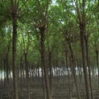 供應(yīng)移植南京25公分移植精品精品重陽(yáng)木產(chǎn)地直銷(xiāo)