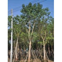 供應(yīng)：菩提榕