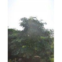 供應(yīng)：盆架子