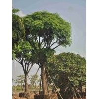 供應(yīng)：幌傘楓