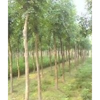 供應(yīng)河北欒樹，欒樹小苗