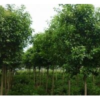 安徽合肥（肥西）大葉女貞（2-20cm)