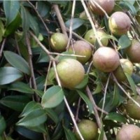 供應(yīng)廣西柳州一年生速生高產(chǎn)型軟枝油茶嫁接苗