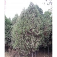 供應(yīng)4-5米柏樹
