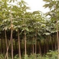 江蘇七葉樹(shù)價(jià)格 現(xiàn)在5公分6公分七葉樹(shù)價(jià)格