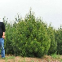 碧林苗木基地批發(fā)價格、白皮松供應(yīng)、賣油松華山松